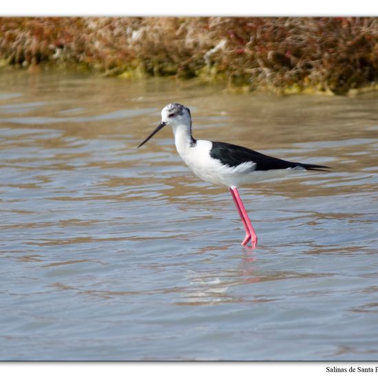 Stelzenläufer: Tier im Habitat Anderes Meer/Küsten-Habitat in der NatureSpots App