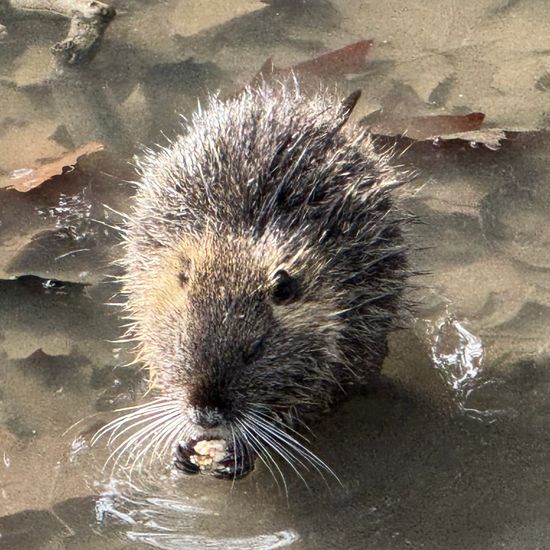 Nutria: Tier im Habitat Park in der NatureSpots App