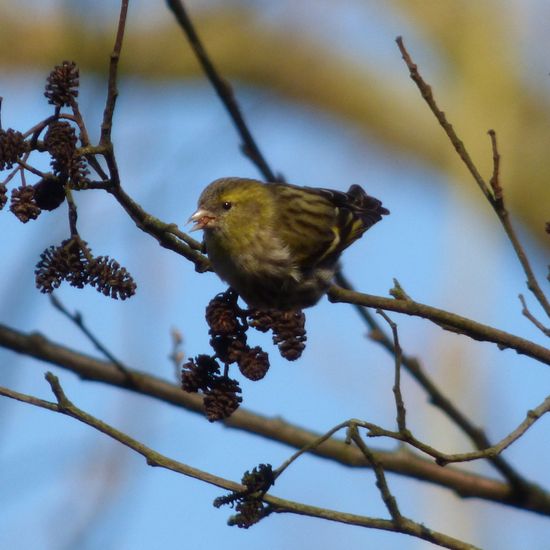 Erlenzeisig: Tier in der Natur in der NatureSpots App