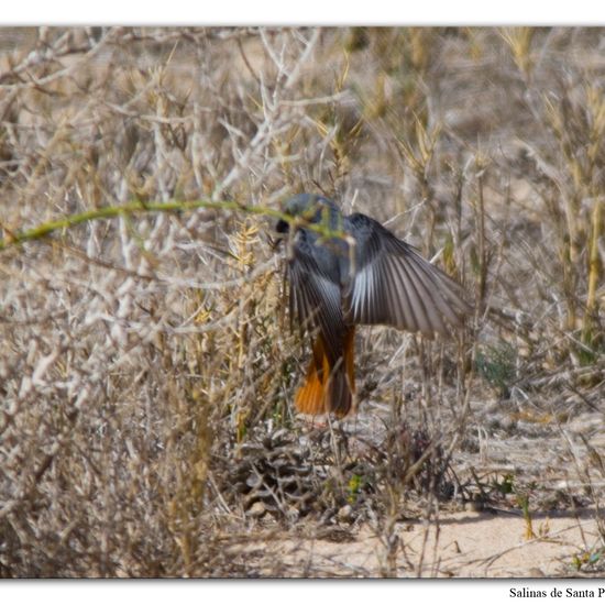 Hausrotschwanz: Tier in der Natur in der NatureSpots App