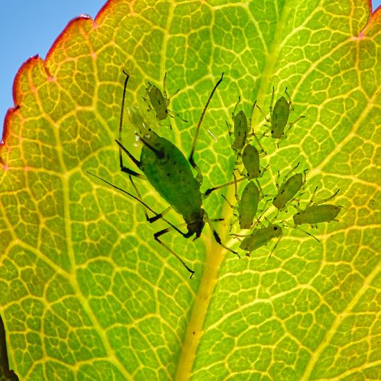 Aphid: Animal in habitat City and Urban in the NatureSpots App