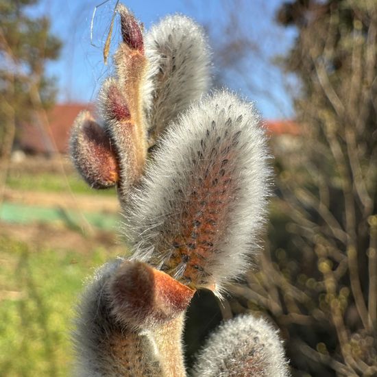 Salix cinerea: Plant in habitat Garden in the NatureSpots App