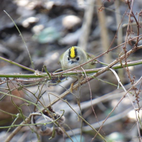 Goldcrest: Animal in nature in the NatureSpots App