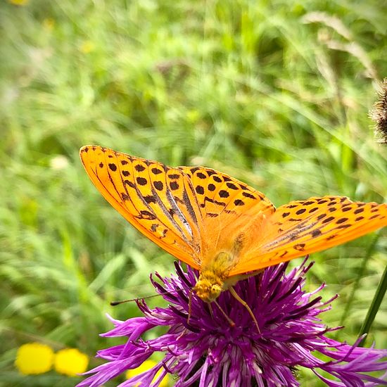 Argynnis paphia: Animal in habitat Mountain meadows in the NatureSpots App