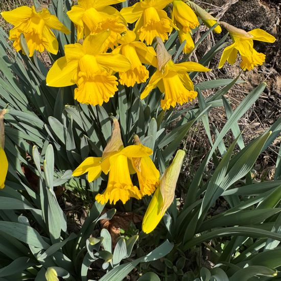 Narcissus pseudonarcissus: Plant in habitat Garden in the NatureSpots App