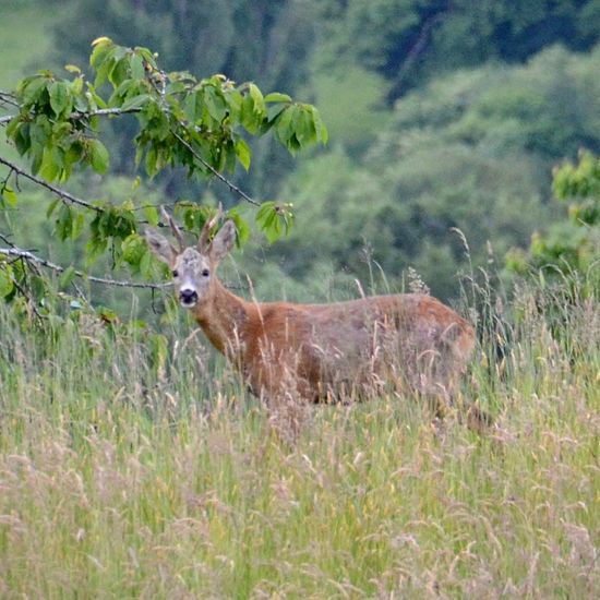 Roe deer: Animal in habitat Agricultural meadow in the NatureSpots App