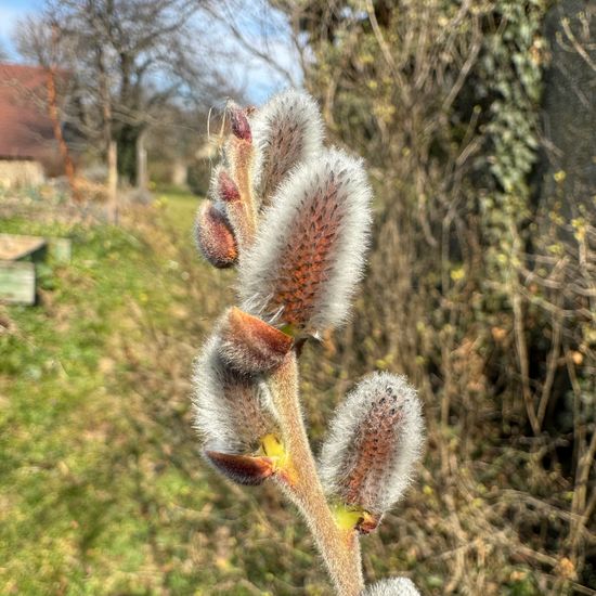 Salix cinerea: Plant in habitat Garden in the NatureSpots App