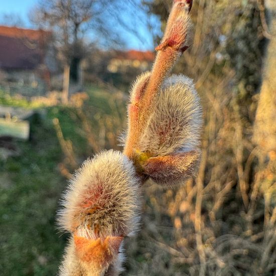 Salix cinerea: Plant in habitat Garden in the NatureSpots App