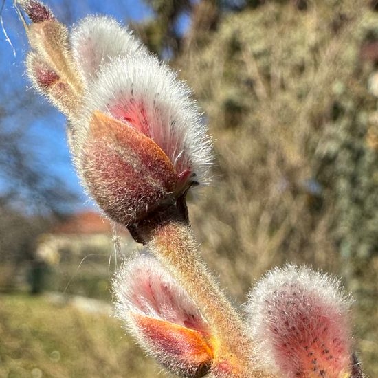 Salix cinerea: Plant in habitat Garden in the NatureSpots App