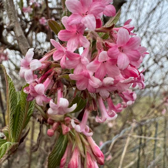 Viburnum farreri: Plant in habitat Agricultural meadow in the NatureSpots App